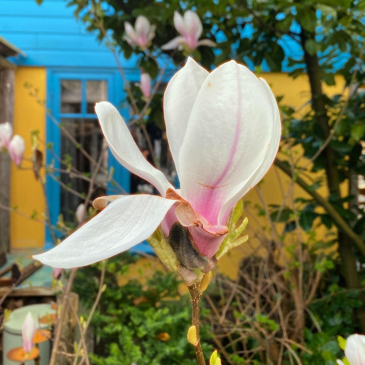In De Aap - Appartementen & Guesthouse Bergen Dış mekan fotoğraf